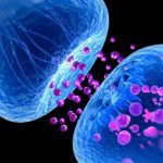 Brain synapses 