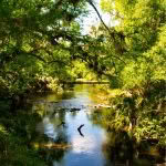 a calm and relaxing bush scene 